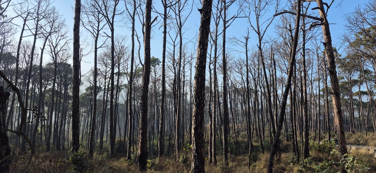 Pine trees that have dried up due to natural disaster, disease or insect attack can be cut down, order issued