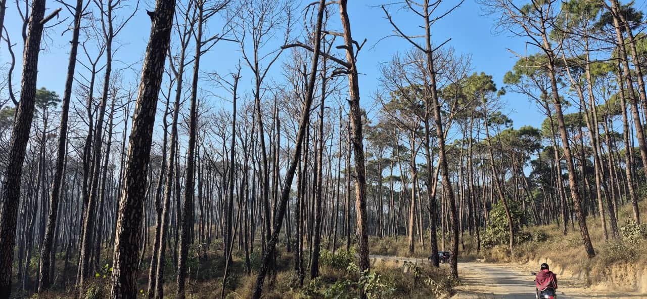 मैहरे के समीप चीड़ के जंगल में सूखे पेड़। संवाद।