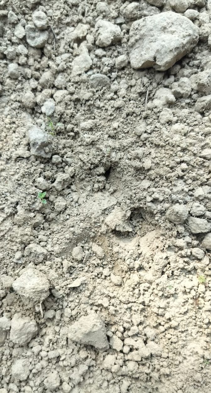 Footprints of a violent animal were seen, causing panic