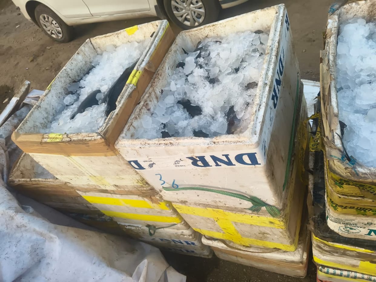 Illegal fishing raided in Bhim area of Rajsamand, 400 kg fish seized