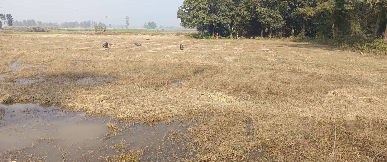 Siddharthnagar News : Ponds and livestock land desolate... Crores of rupees for greenery in papers