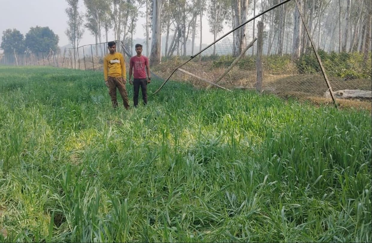 Wild elephant seen grazing wheat crop