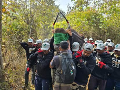Umaria News: Gaurs return to Bandhavgarh; five gaurs brought from Satpura have been released.