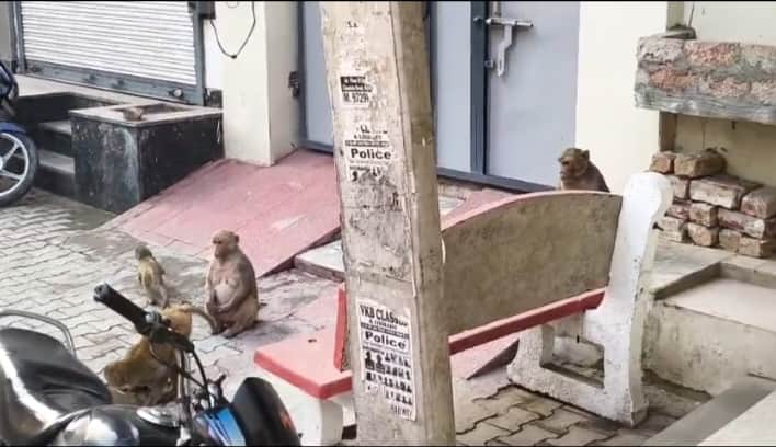 डबवाली क्षेत्र में गली में घर के बाहर बंदरों का झुंड। 