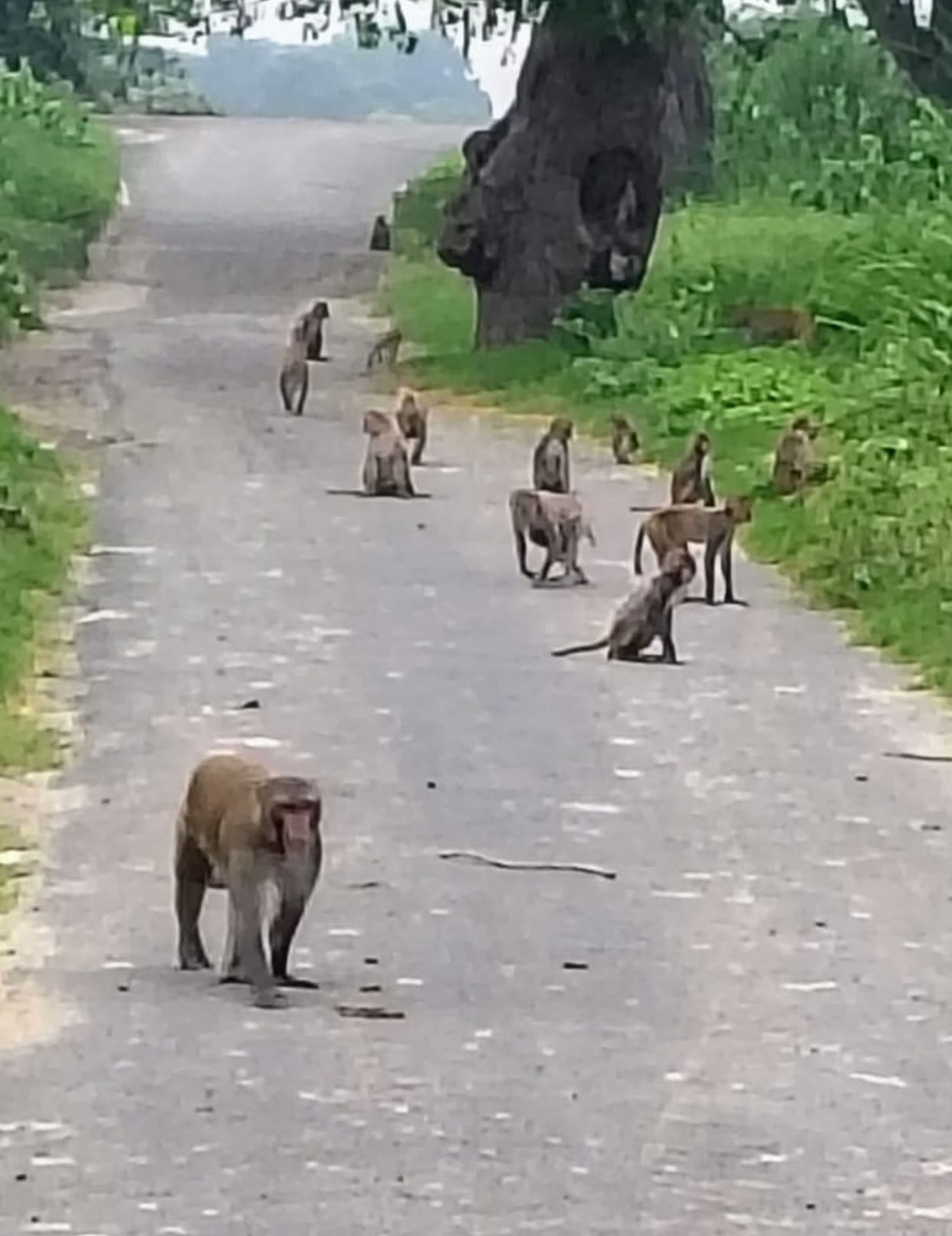 Terror of ravenous monkeys, panic among passersby and children
