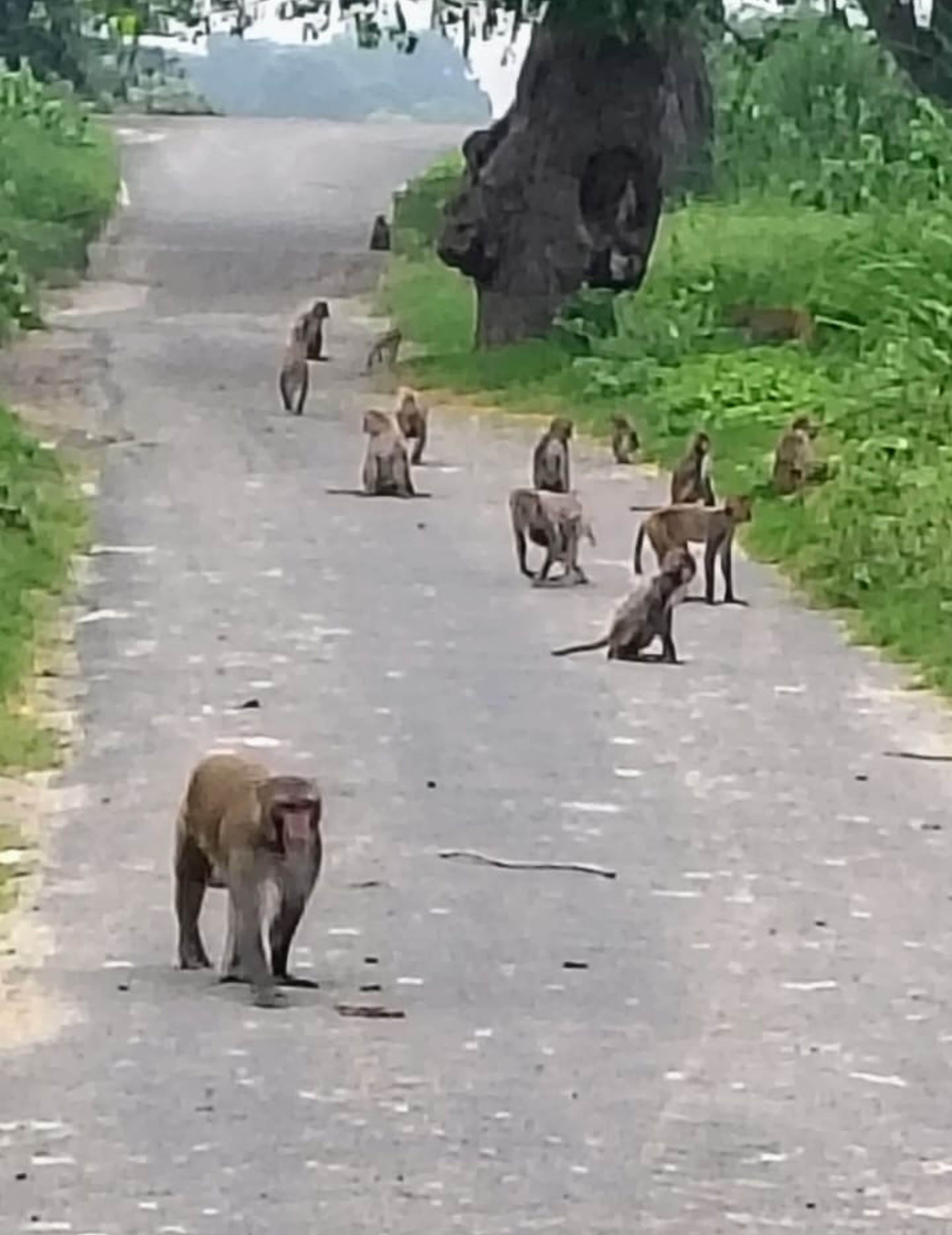 फोटो-01-सड़क पर बैठा बंदरों का झुंड। संवाद