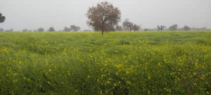 third spell of rain in Haryana in January is boon for crops, but possibility of damage to mustard crops