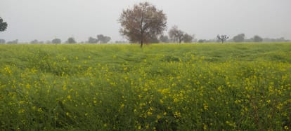 third spell of rain in Haryana in January is boon for crops, but possibility of damage to mustard crops