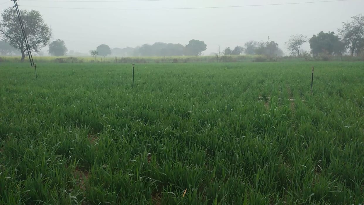Favorable weather on Basant Panchami, rain has nurtured hopes.