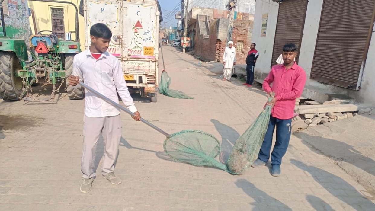 40 stray dogs were caught, castrated and kept in a Nandishala.