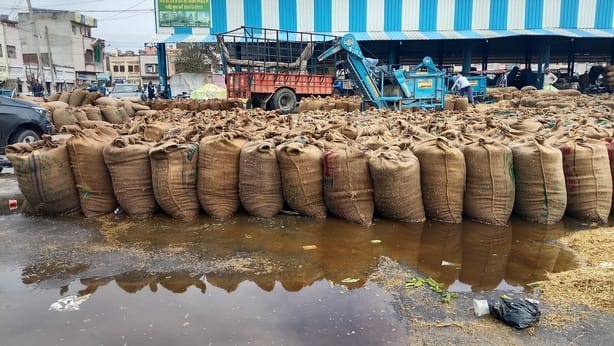 Rains benefit crops, maximum temperature drops by 7 degrees