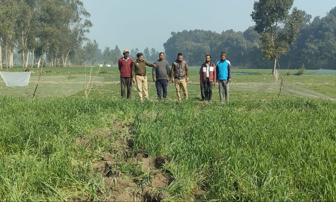 Wild elephants wreak havoc, destroying crops of nine farmers