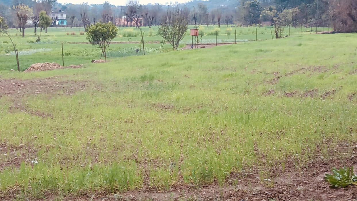 rain in bilaspur smile in farmers faces