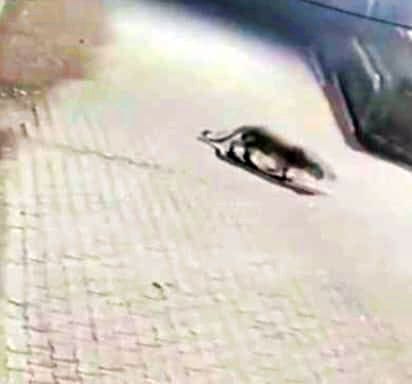 लोहाघाट में नगर पंचायत के रैन बसेरे के पास बेखौफ घूमता तेंदुआ। स्रोत: चौकीदार