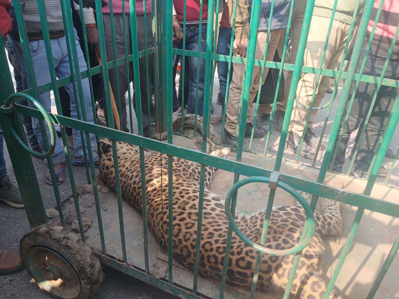 महेशपुर में सरसों के खेत में तेंदुए को साहसी ग्रामीणों की मदद से किया पिंजरे में कैद।