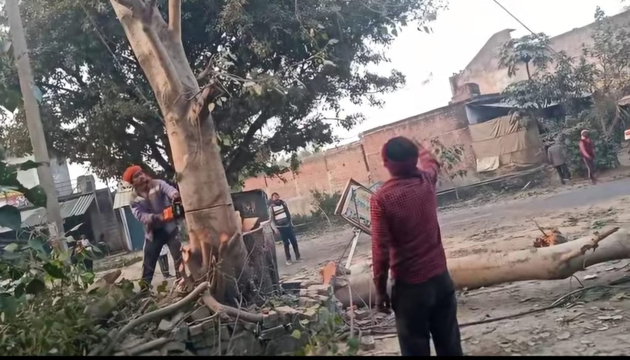 Hopes of widening the highway have been raised, tree felling begins.