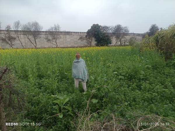 Rain washed away the cold, Meham received the highest rainfall of 13 mm.