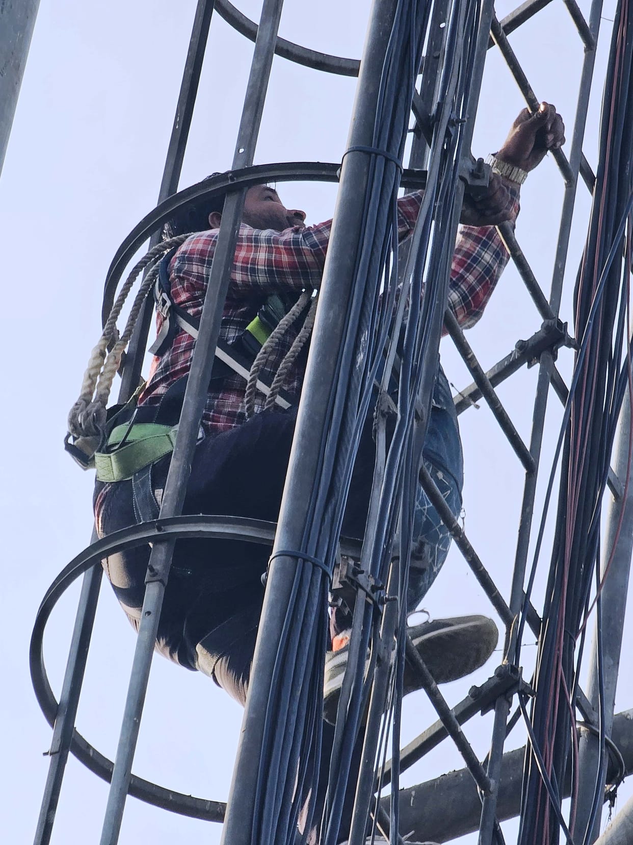 Pigeon entangled in the string in the tower, brought down dead after hours