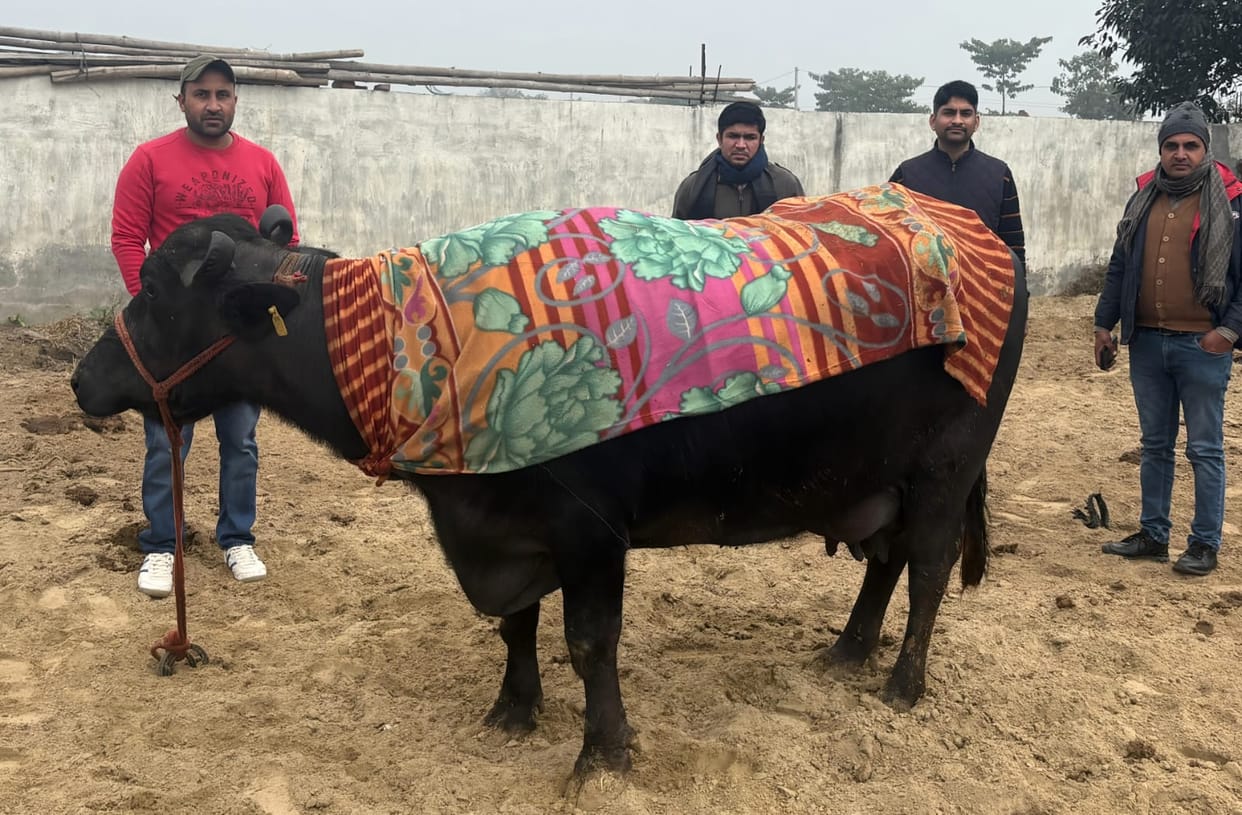 Murrah buffalo became the winner by giving 23 kg milk