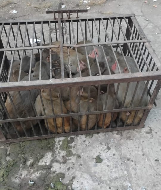 Rescue center for monkeys was not built, sterilization could not be done
