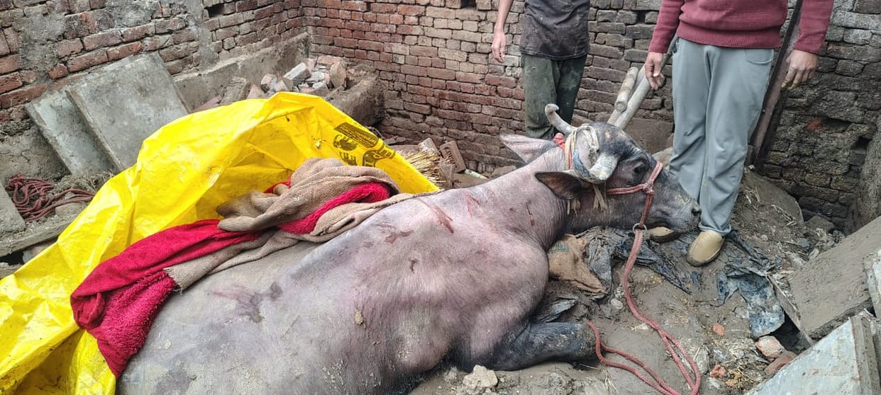 Cattle buried after dairy roof collapses due to rain
