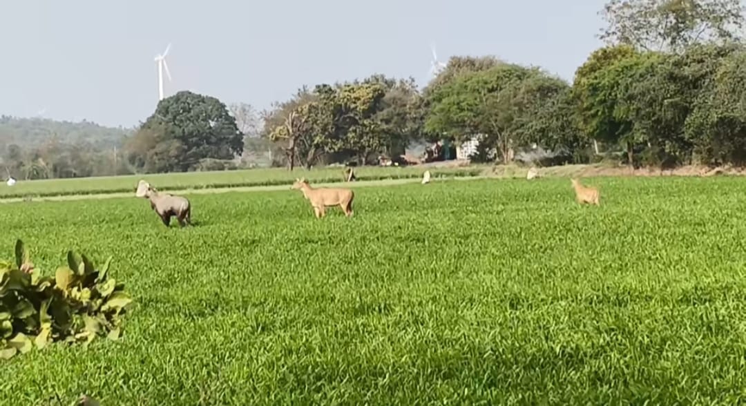Stray animals become enemies of standing crops in the fields