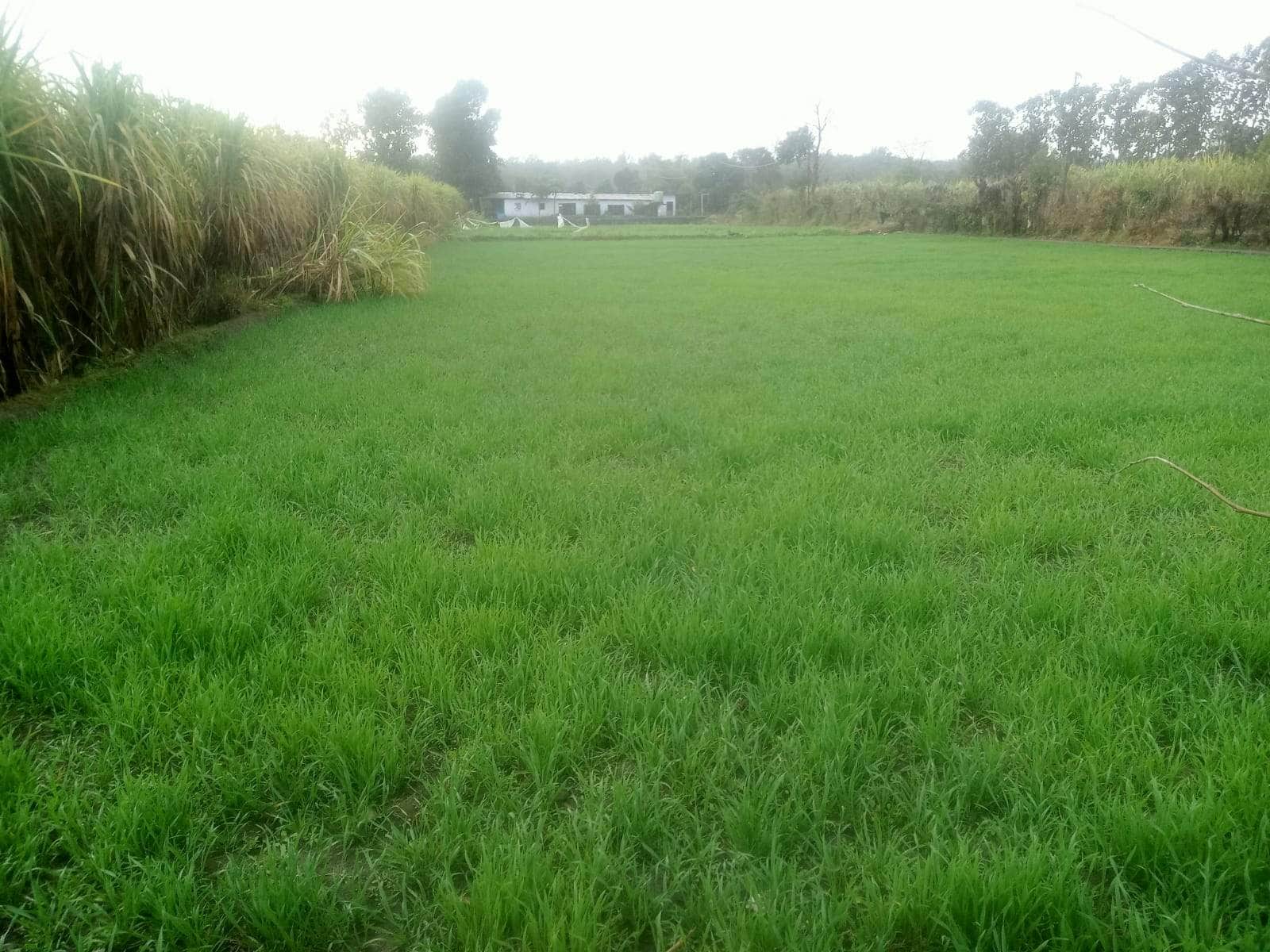 1 - शीतकालीन बारिश से गेहूं की फसल को मिली संजीवनी।स्रोत-किसान