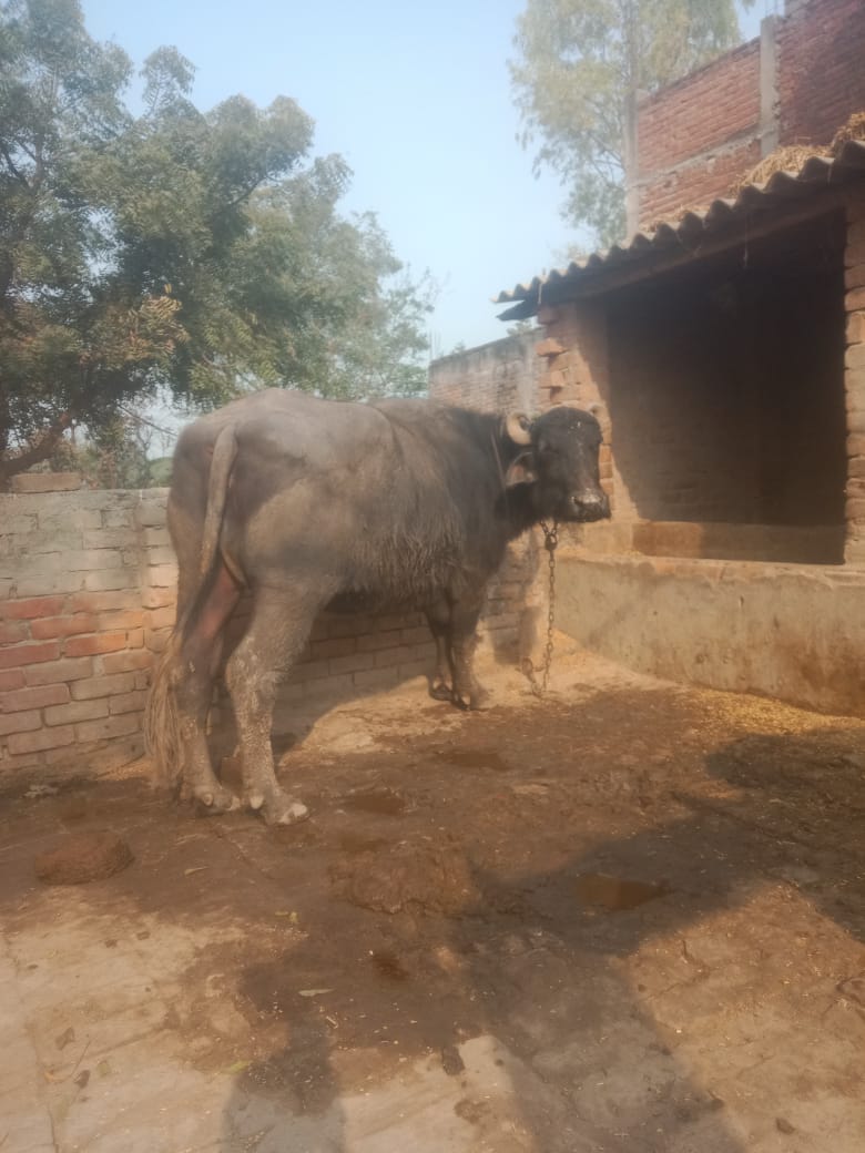 Foot and mouth disease wreaks havoc, with over 3,000 cattle infected in the district.