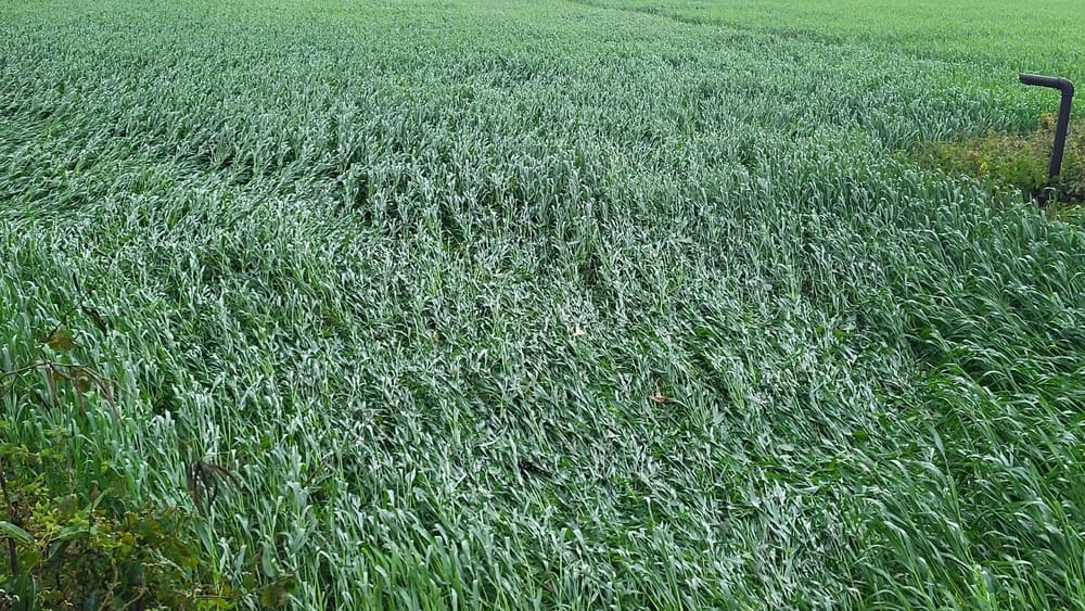 Strong winds affect wheat crop, increasing farmers' worries