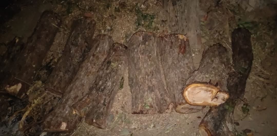 Forest cutters felled two Khair trees from the BBMB area in Changreddy.