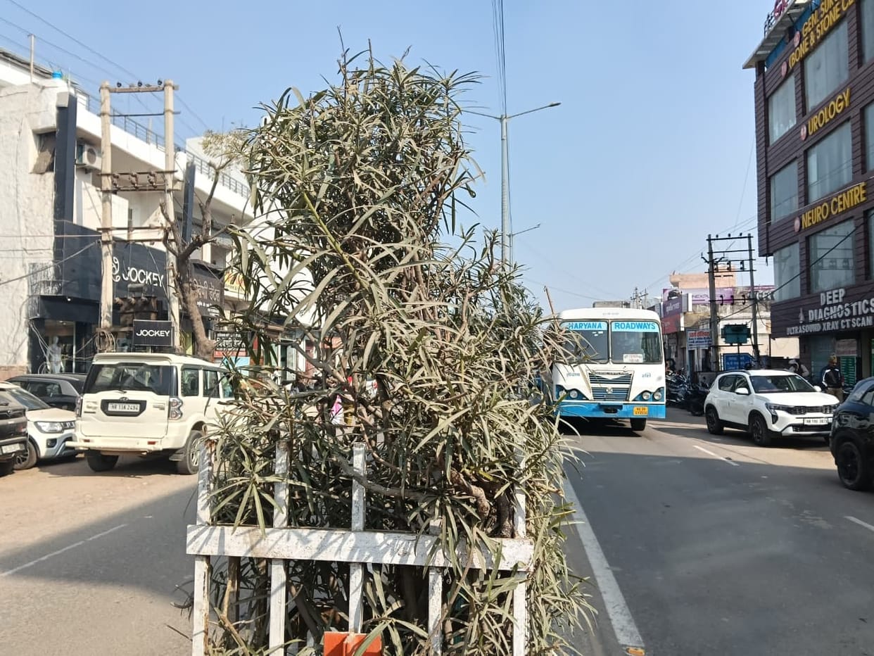 Plants planted between the dividers are dying, responsible people are washing their hands off the matter