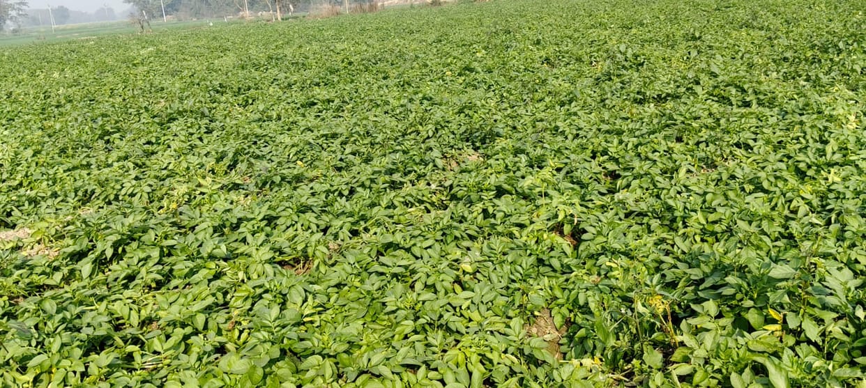 Rain increased the problems of potato and vegetable farmers.