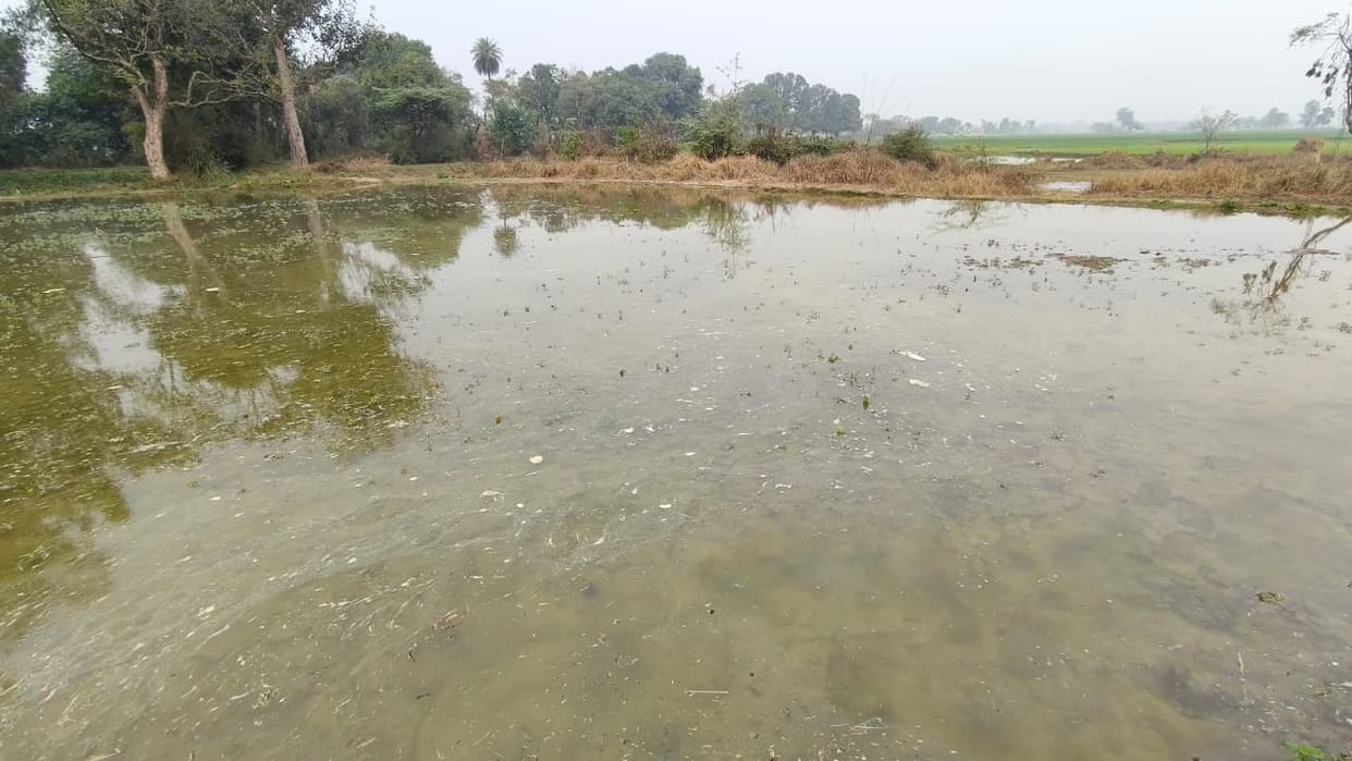40 bigha wheat crop submerged due to overflowing of Rajbaha