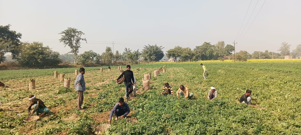Relief for Potato Farmers in UP Preparations Underway to Export to Nepal and Sri Lanka