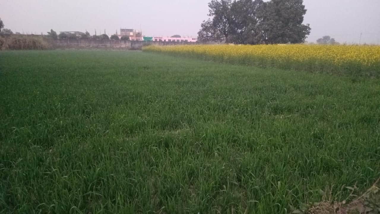 गेहूं की फसल