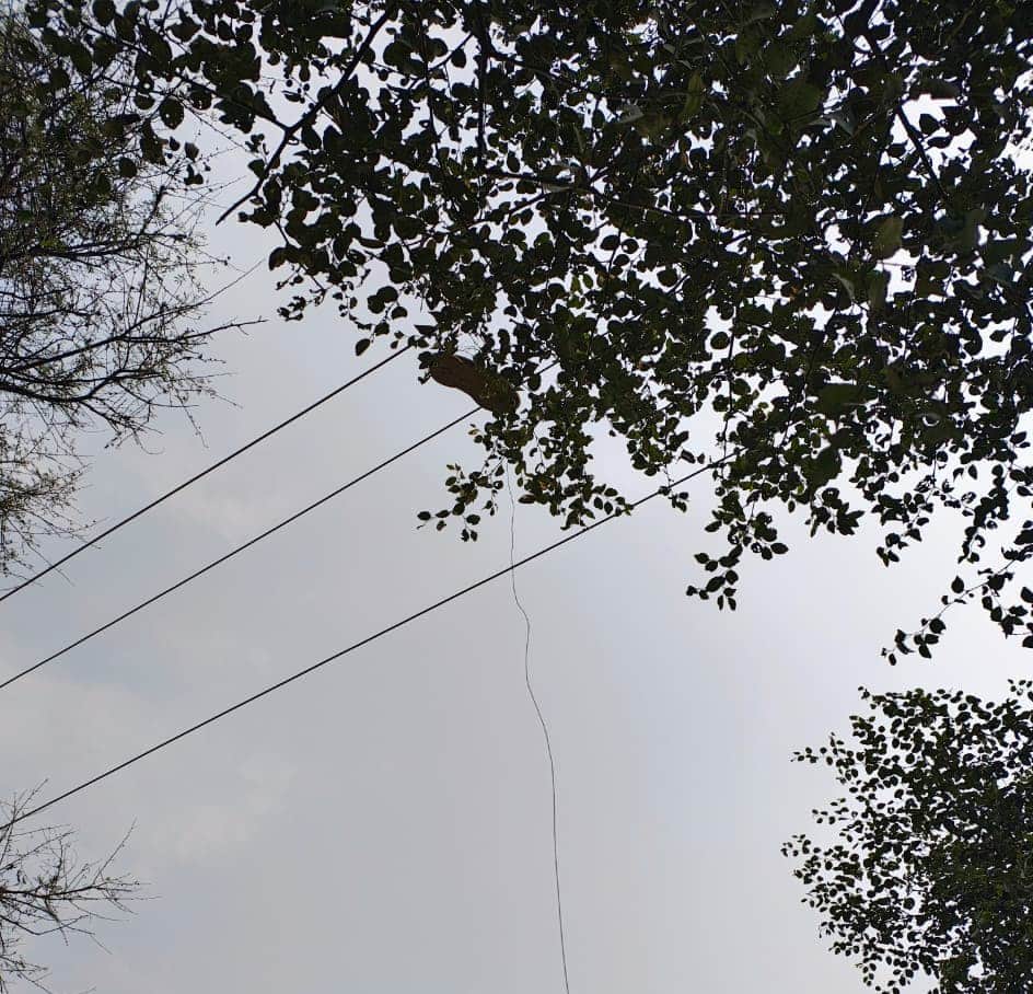 हाईटेंशन लाइन में लटकता विद्युत तार। स्रोत: जागरुक पाठक