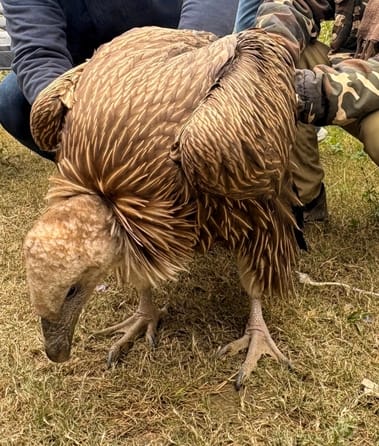 Siddharthnagar News : Global climate change affects Jatayu...suffering from hunger and weather