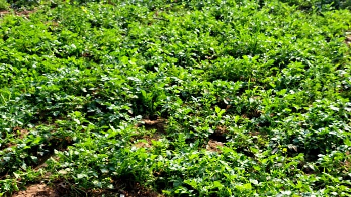 Rain Raises Alarm for Potato Farmers in Agra, Blight Disease Threat Looms After Sudden Weather Change