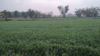 UP: Unseasonal rains in the state could make vegetables more expensive, with hailstorms causing the most damag