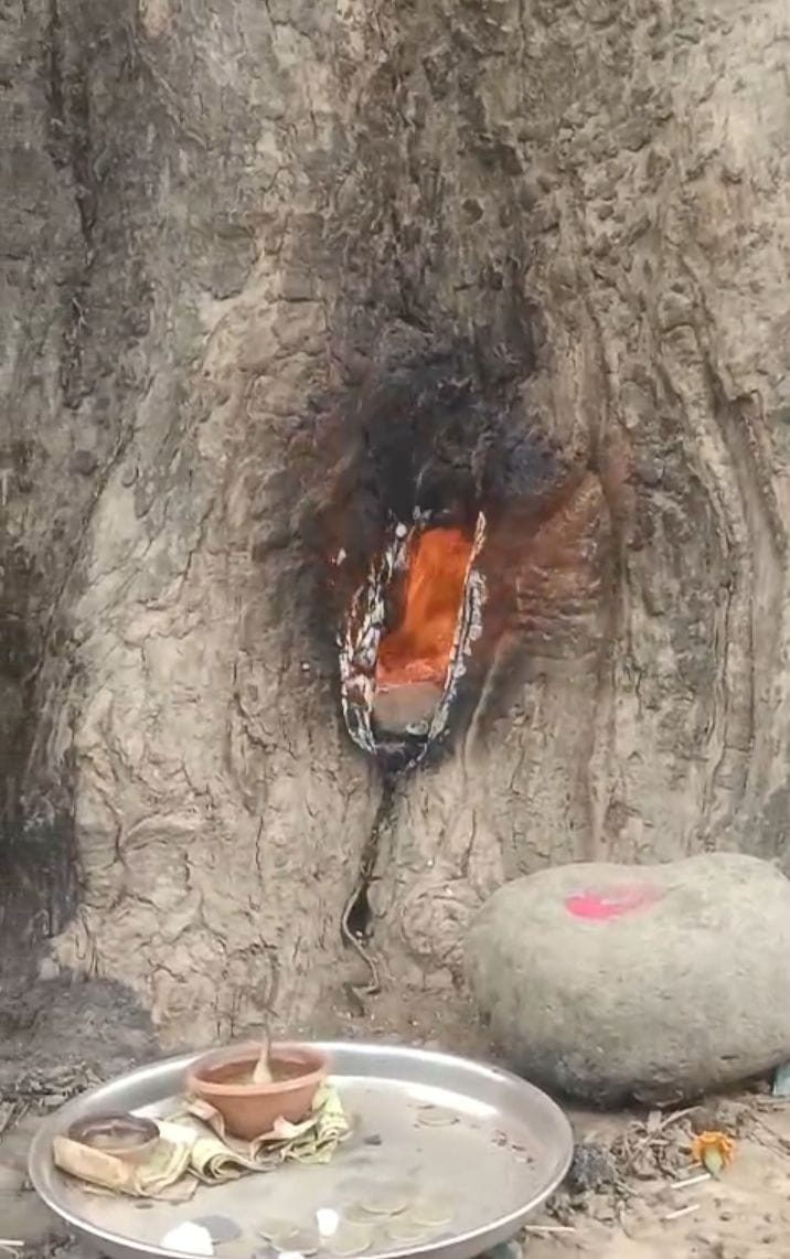 The roots of the neem tree mysteriously started burning.