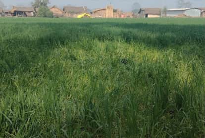 Wild elephants trample three bighas of wheat crop