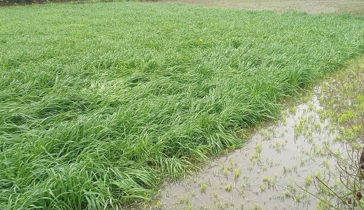 Rain increased the cold in the district