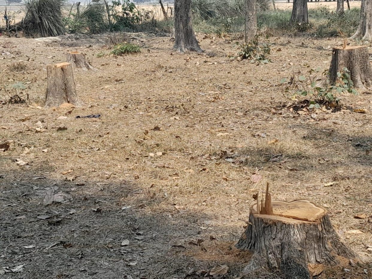 Officials strict on smugglers running away with wood from the forest, preparing for action