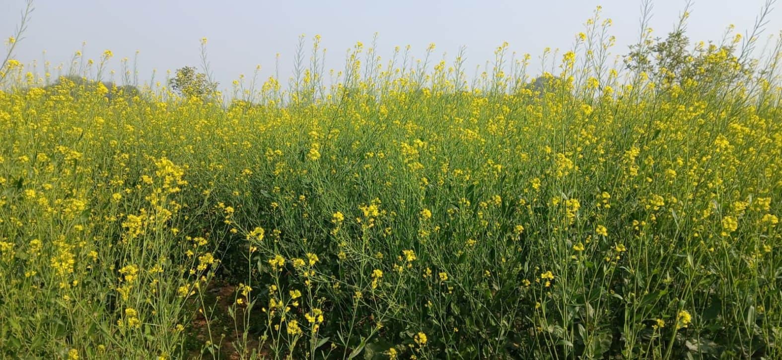 दूबेपुर क्षेत्र के फतेहपुर में खेत में खड़ी सरसों की फसल।