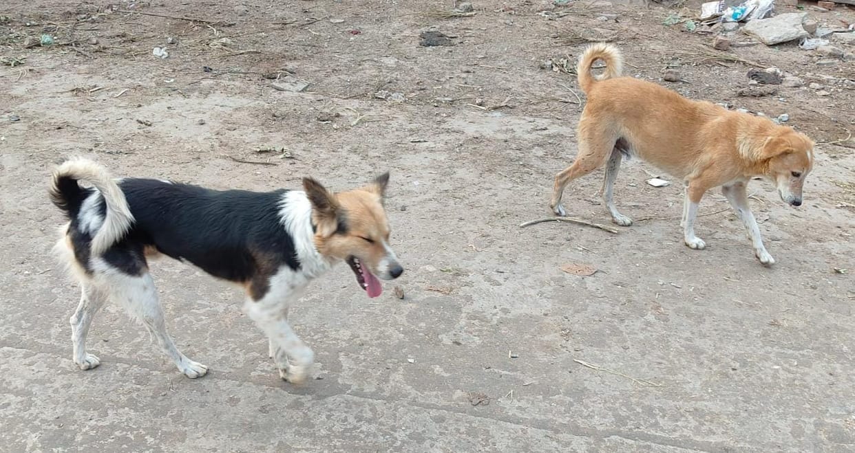 Telangana Animal cruelty Dog killing incident in Nagarkurnool more than 100 stray dogs killed