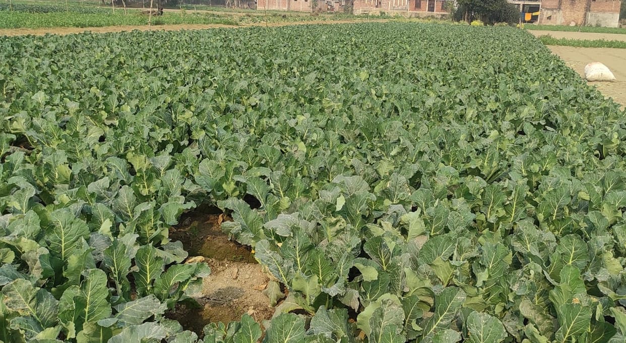 Drizzle and rain bring increased cold, crops get a lifeline