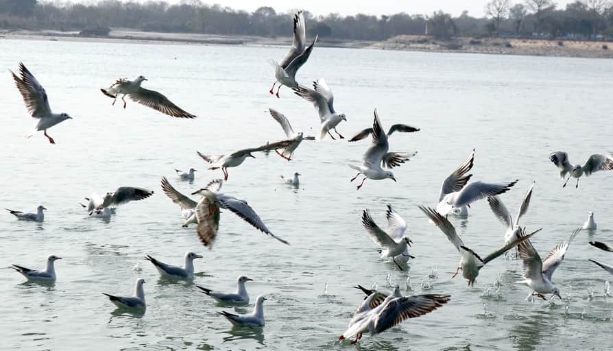 भूख का संघर्ष। बिजनौर में बैराज पर गंगा में श्रद्घालु आटे की गोलियां मछलियों को खिला रहे थे। इ
