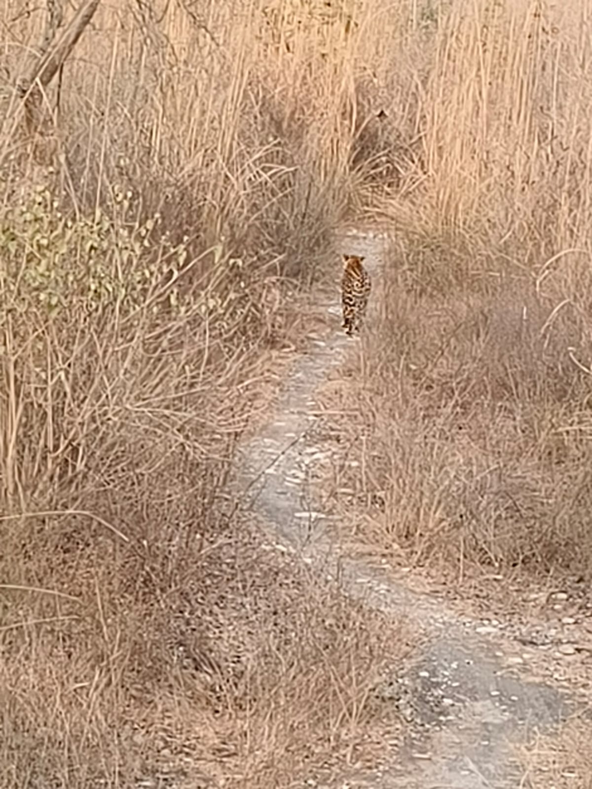 Le presence of a leopard in the Belgarh forest has caused panic in the surrounding villages