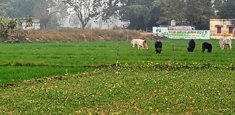 चांदपुर में फसल चर रहे गोवंशीय पशु। संवाद  