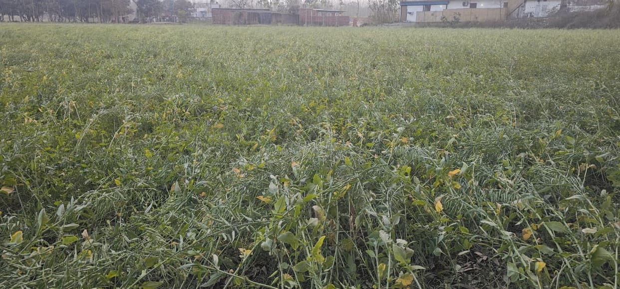 The mustard crop lying in the fields was damaged by rain and strong winds